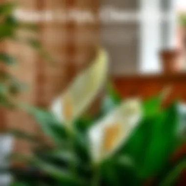 Peace Lily Care Guidelines A checklist on caring for peace lilies, featuring watering, light, and soil requirements