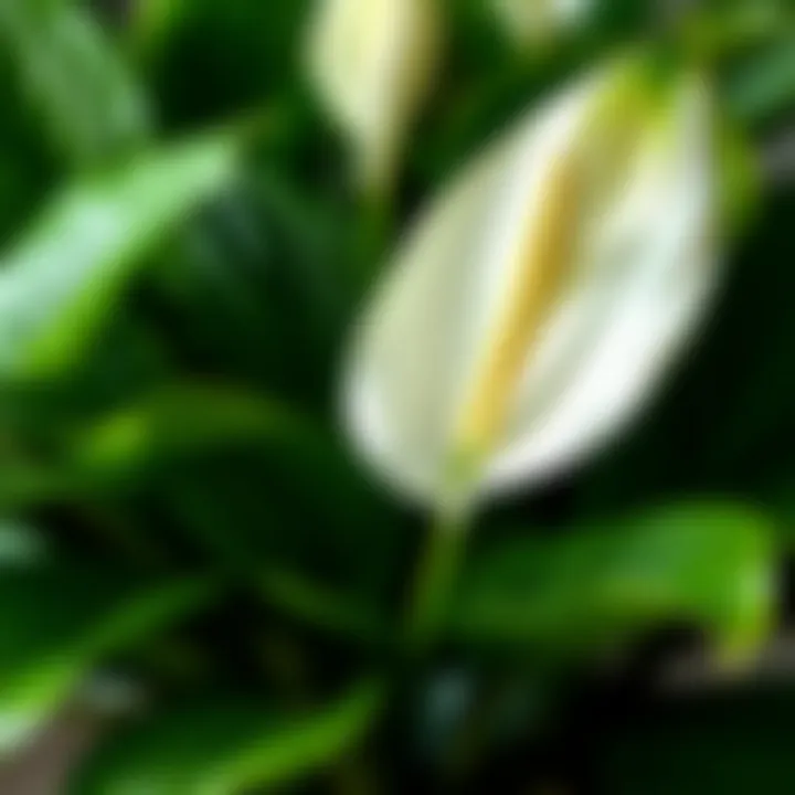 Healthy Peace Lily Display Close-up of a healthy peace lily plant showcasing its glossy green leaves and elegant white blooms
