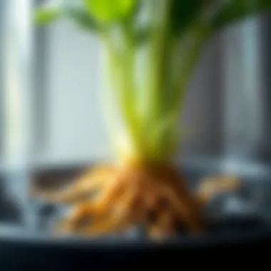 Close-up of plant roots thriving in the moisture of a self-watering planter