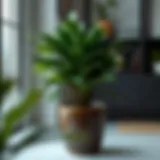 Stylish Indoor Greenery Elegant indoor plant in an 8-inch pot