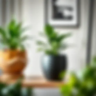 Strategic Placement in Home Decor 8-inch plant pot placed on a home shelf