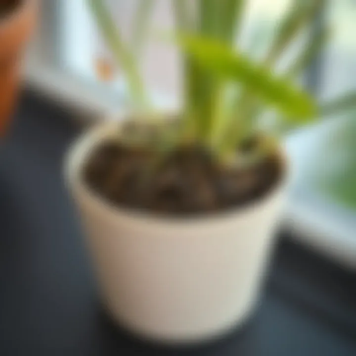 Healthy Soil and Root System Close-up of soil and roots in a plant pot